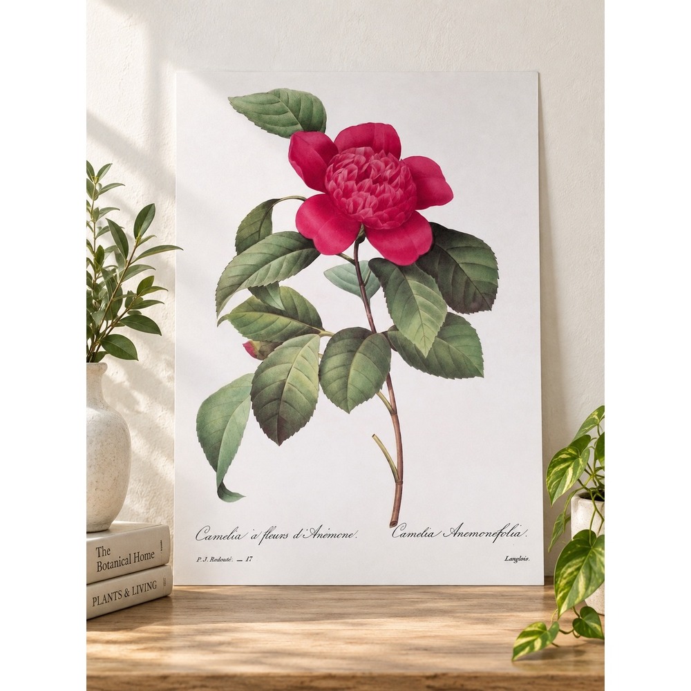 P.J. Redouté Camellia Anemonefolia Botanical Book Plate Pink Floral 11x14